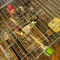 عروس هلندی با جوجه