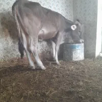 کوساله ماده