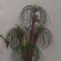 گل مصنوعی