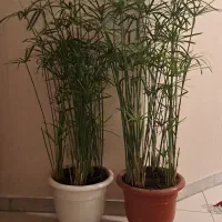 نخل مرداب|گل و گیاه طبیعی|تهران, قیطریه|دیوار