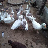 غاز سالم سرحال وزن بالا برای سر بریدن یا نگهداری