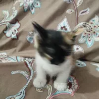 بچه گربه