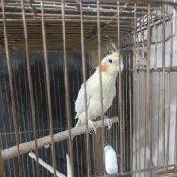 عروس هلندی مولد|پرنده|شاهین‌شهر, خانه کارگر|دیوار