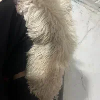 واگذاری سگ شیتزو تیریر