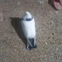 فروشی جوجه تودمدار