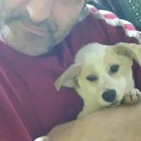 پاکوتاه|سگ|قائم‌شهر, |دیوار