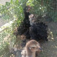 مرغ و خروس تزیینی (فریزل)(مرندی)