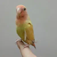 طوطی برزیلی|پرنده|قم, قلعه عموحسین|دیوار