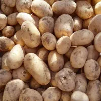 سیب زمینی جلی درجه یک|عمده‌فروشی|لالجین, |دیوار