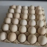 تخم بوقلمون نطفه دار