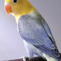 طوطی برزیلی رنگ خاص|پرنده|هندیجان, |دیوار