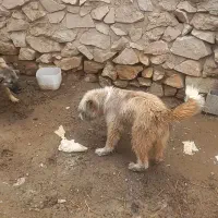 توله سگ خار موشی