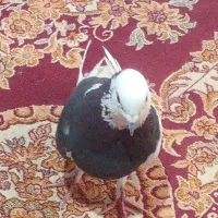 کبوتز