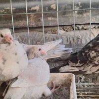 فروش قفس جفت کن ۵۰در ۸۰