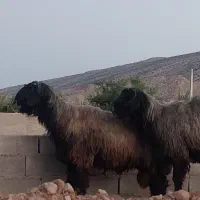 ۴ راس قوچ داشتی جوان درفیروزاباد از،بهترین جنس میش|حیوانات مزرعه|شیراز, احمدآباد|دیوار
