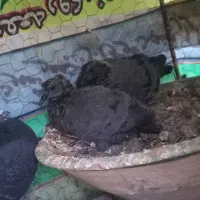 کبوتر پرشی با بچه