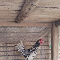 خروس سبرایت