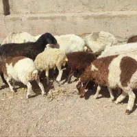 میش وبره