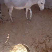 ی خرسره هال ومادی برای شوخم زدنم خیلی هم ارومه