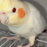 سه عدد عروس هلندی بالغ|پرنده|اهواز, پردیس|دیوار