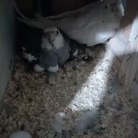 جفت عروس هلندی|پرنده|تهران, نازی‌آباد|دیوار