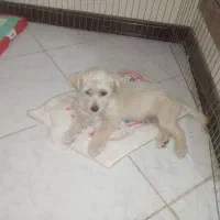 واگذاری سگ شیتزو