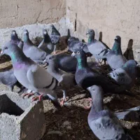 ۲۹ عدد کبوتر