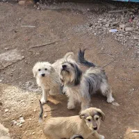 سگ  پشمالو بازیگوش