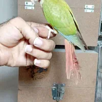 گرینچیک نر رام|پرنده|پاکدشت, پاکدشت (مامازند)|دیوار