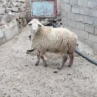 بره نر زیر ۴۰ کیلو