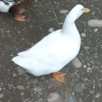 اردک های زیبا|حیوانات مزرعه|دوگنبدان, |دیوار