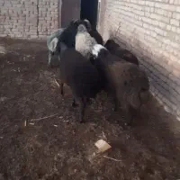 بره نر|حیوانات مزرعه|بوئین زهرا, |دیوار