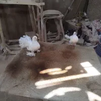 کفتر دمچتری|پرنده|ملایر, |دیوار