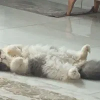 پرشین زیبا|گربه|آمل, |دیوار