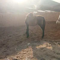 کره اسب نر آروم|حیوانات مزرعه|بجنورد, |دیوار