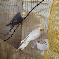 یه جفت عروس هلندی مولد با ضمانت