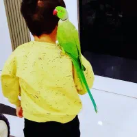 طوطی|پرنده|قشم, |دیوار