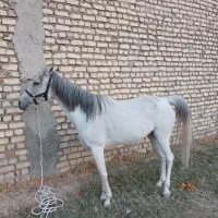 اسب