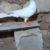 گوره ای|پرنده|بوشهر, |دیوار