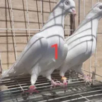 کفتر. اصل پتی. واله