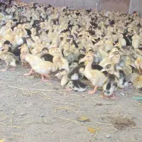 جوجه اردک گوشتی .تخم گذار