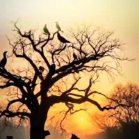 فروش اسباب بازی  و معاوضه  تویوتادو کابین