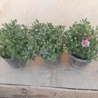 گل داودی ۵ رنگ،گلدان ۱۴،مناسب فضای سبز و ویلا|گل و گیاه طبیعی|کرج, چمران|دیوار