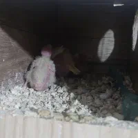 جوجه عروس هلندی|پرنده|مرودشت, ابوذر شمالی|دیوار