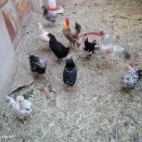 تخم مرغ نطفه دار گلین