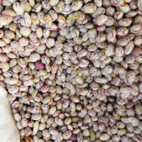 لوبیا چیتی درجه یک زنجان|خوردنی و آشامیدنی|تهران, مشیریه|دیوار