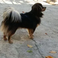 سگ پامر روباهی