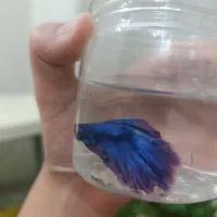 ماهی کوی ماهی فایتر|ماهی|تهران, توحید|دیوار