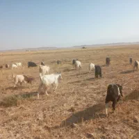 40 راس بز ترکی کهره دار و میش