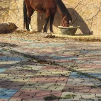 اسب|اسب و تجهیزات اسب‌سواری|مشهد, توس فردوسی|دیوار